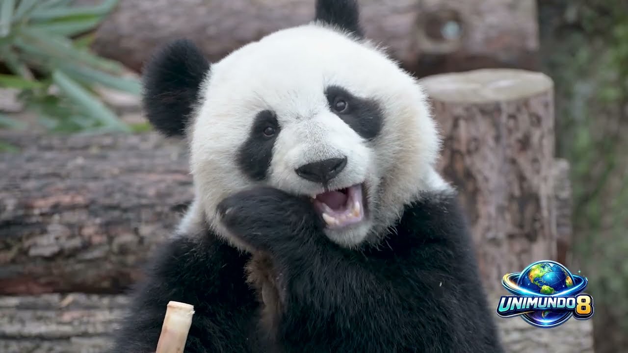 Osos Panda, La Dulzura que Conquistó al Mundo