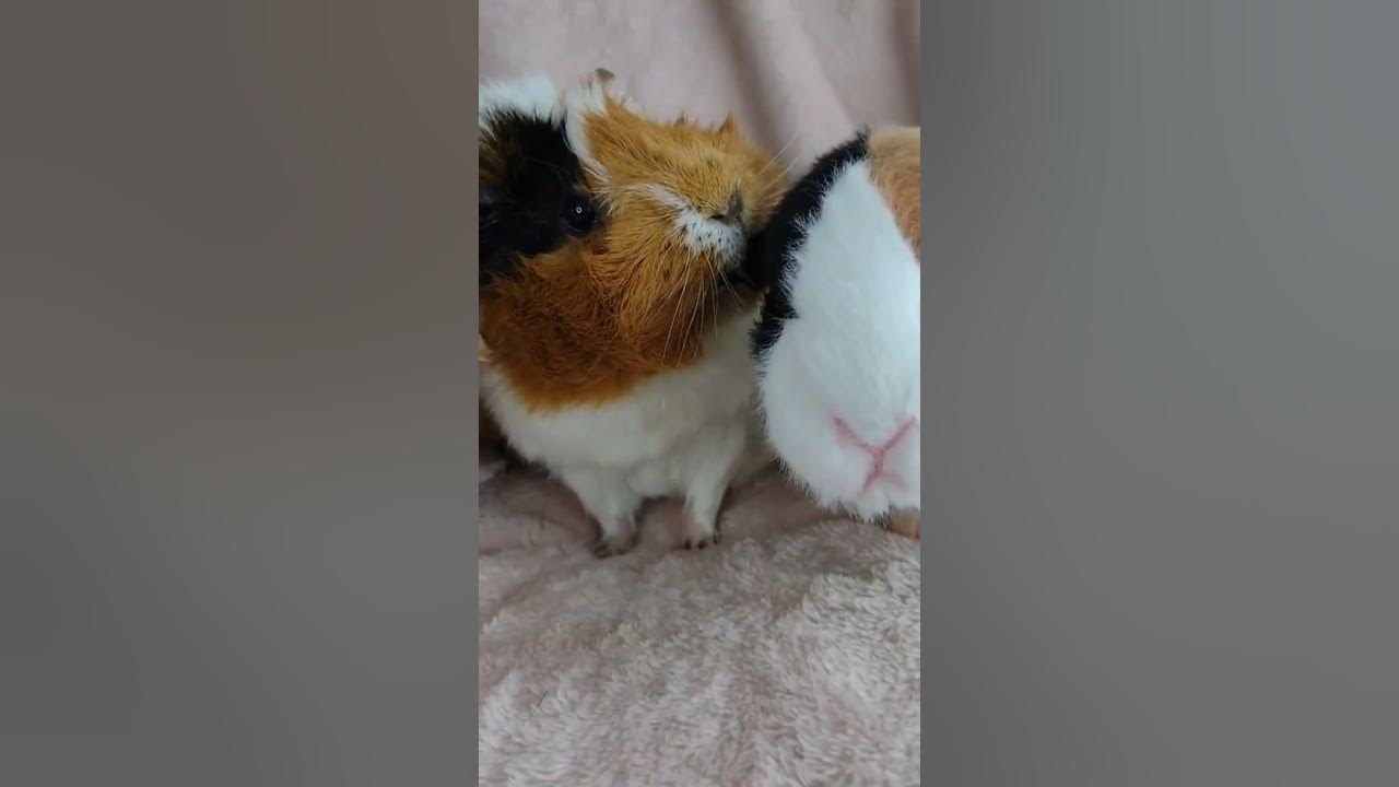 Guinea Pig shows affection YouTube