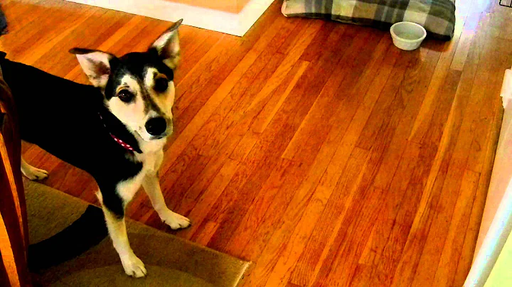 Puppy Protecting the Closet