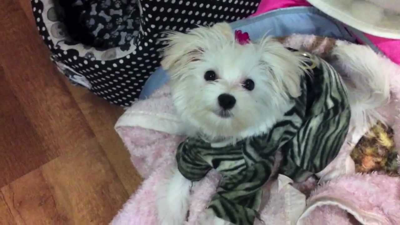 O dia a dia da Niina