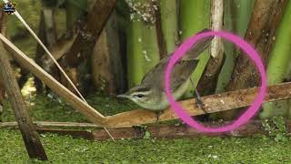 BURUNG KERAK BASI GACOR NGAMUK SUARA KASAR DI ALAM LIAR