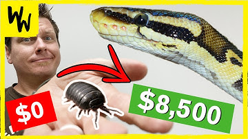 I traded a bug.