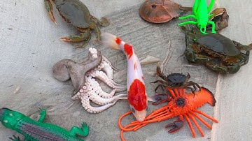 ThảoCady ra đồng kéo vó bắt các con vật, con cua, con tôm, con bạch tuộc, con cá. part- 71