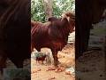 qurbani jawar he janwer heavy wait bull mosst beautiful bull.          3A cow&amp;bull cattle farm