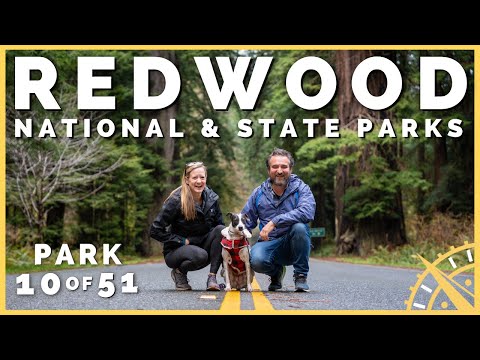 🌳🪄 Redwood NP: Magical, Mystical Trees, & So Much More! | 51 Parks with the Newstates
