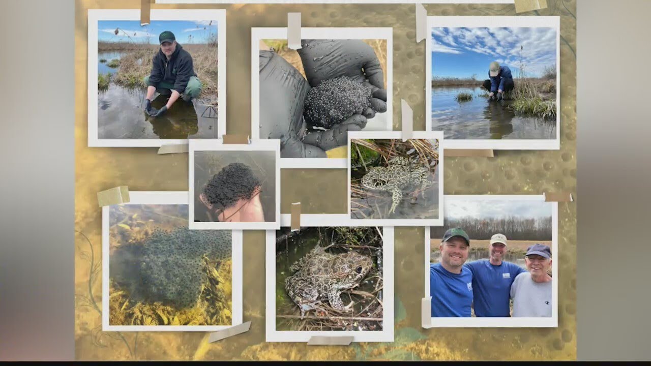 DNR continuing crawfish frog project - YouTube