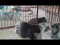Mini Zoo Animals Ghajini, Sherpur Bangladesh