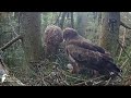 Satraukt anna andris ieveas ligzd ldf lesser spotted eagle in spruce zemgale latvia