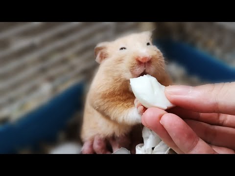 syrian-hamster-babies-growing-up,-day-1-to-day-15
