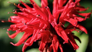 Bee Balm: what's native, and why does it matter? - YouTube