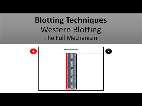Blotting Techniques/ The Principle of Western Blotting