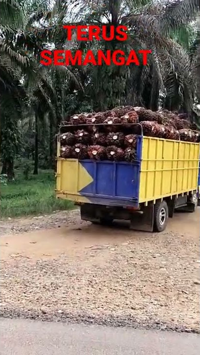 TRUK SAWIT.