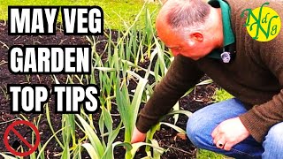 My Top Tips For The May Veg Garden || What are the best vegetables to grow in May | Vegetable Garden