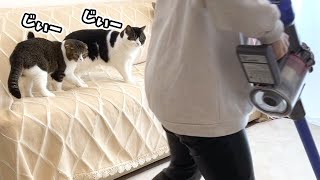 冬の親子猫の1日を密着してみた結果…w