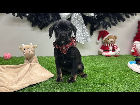 Video Croise Schnauzer Nain x Mix