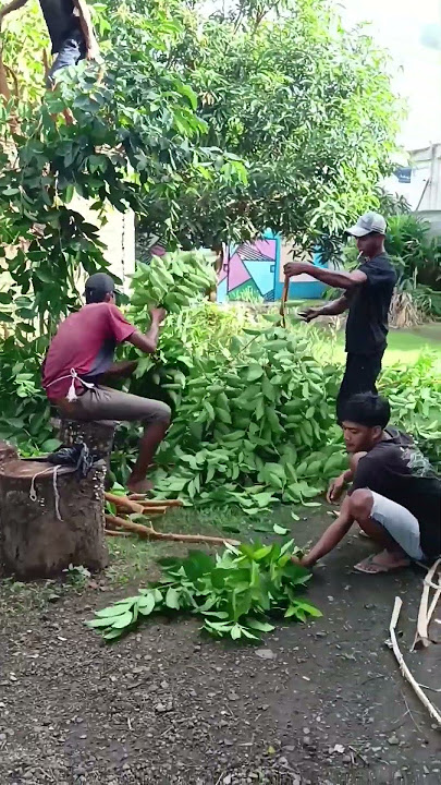 Panen Daun Salam #daunsalam #panen #panendaunsalam #shortsvideo #shorts #short