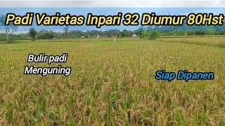 Bulir padi menguning,padi Varietas Inpari 32,siap dipanen