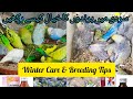 Winter Care Guide for Birds | Budgies &amp; Finch Breeding Tips
