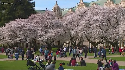 UW researchers study cherry blossoms