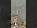 Three rods cast simultaneously by the stream, catching fivebi a day, making the shore a "fisga place