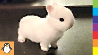 4 Bunny Lovers 🐇 Funny and Cute Bunnies Videos Compilation by PIGO 114 views 4 years ago 9 minutes, 38 seconds