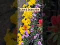 Flower Exibition #shorts #ytshorts #yt #nature #garden #flowers #gardenflowers