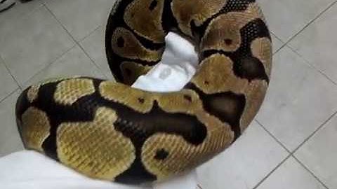 The Pastel Ball Python Benjamin