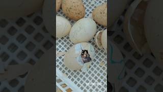 bizim birsürü civcivimiz oldu😇😇 #viral #öneçıkar #keşfet #keşfetbeniöneçıkar