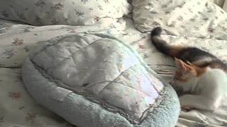 Jennas Kittens 13 Weken - 3