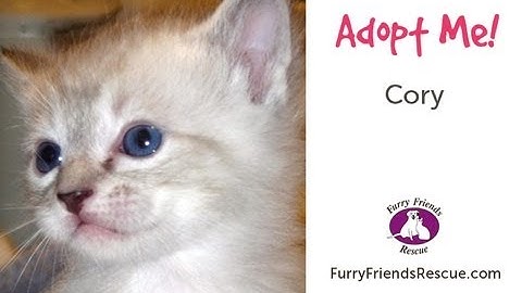 Watch the video about Adopt Me! Cory 05-3866 - FurryFriendsRescue.org