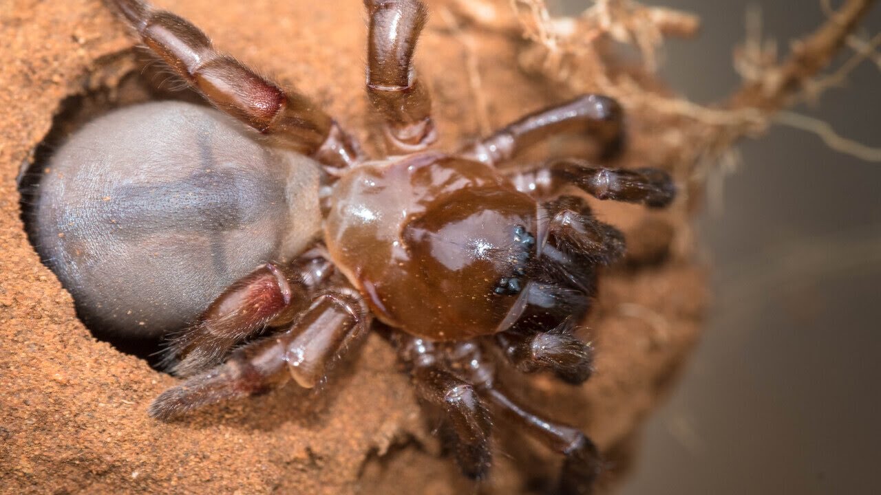 What is a Trapdoor Spider?🕷️