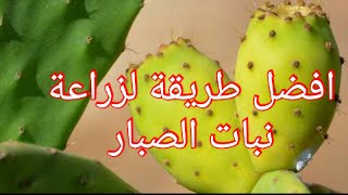 الطريقة الصحيحة لزراعة التين الشوكي بكل سهولة