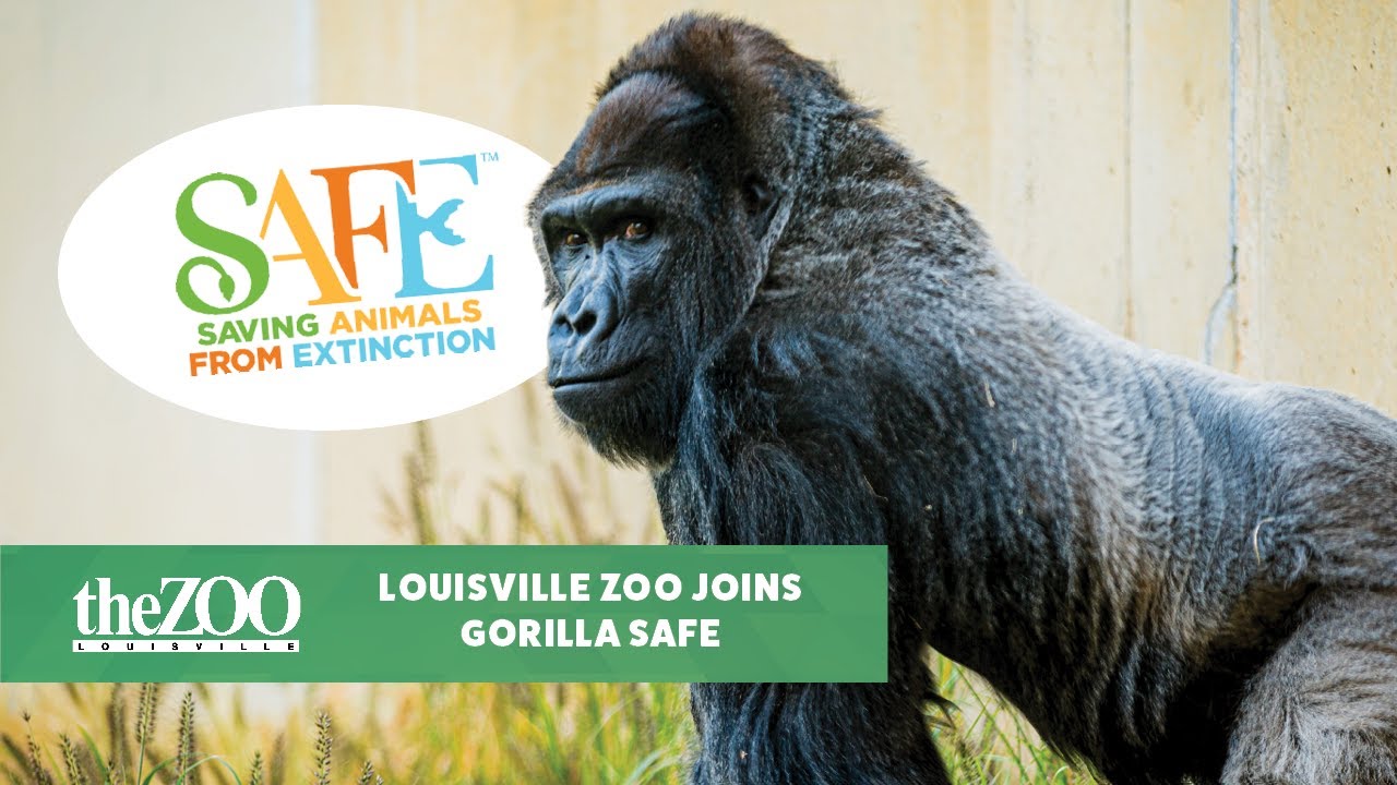Louisville Zoo Joins Gorilla SAFE! YouTube