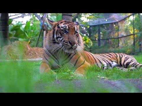 Video: Balio zoologijos sodas (Balio zoologijos sodas) aprašymas ir nuotraukos - Indonezija: Balio sala