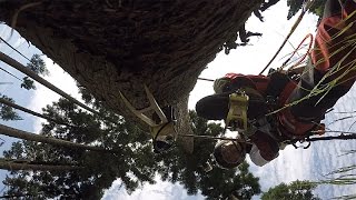 木登り器で枝打ち20160527GoProH4