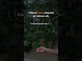 instagramda zo'rlari #jamshidbeknurdinboyev  #trent #2023 #tiktok #trents #rek #reels #love #nature