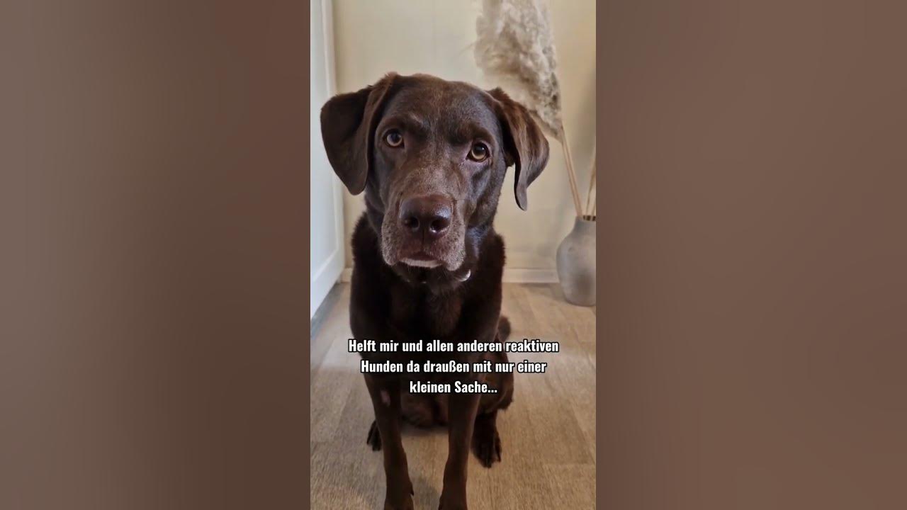 Reaktiver Hund labradorholly hundevideos reaktiverhund hunde hunde YouTube