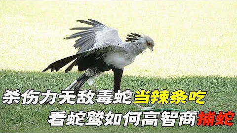 吃毒蛇鹫像吃辣条，大腿杀伤力无敌，看它如何高智商捕蛇？ #动物世界 #自然传奇 #大自然 #动物 #动物故事 #野生动物 #动物反杀 #万物有光 - 天天要闻