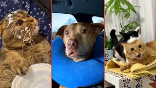 видео: Кто тут босс? 🐶😼 Самые наглые коты и терпеливые собаки 😹 Приколы с котами и собаками в главных ролях картинка: Кто тут босс? 🐶😼 Самые наглые коты и терпеливые собаки 😹 Приколы с котами и собаками в главных ролях