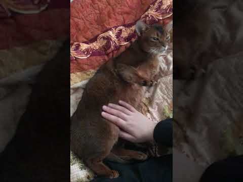 Purring ? how to massage your cat properly
