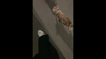 حالات واتساب يا ناس قولو يا هلا 