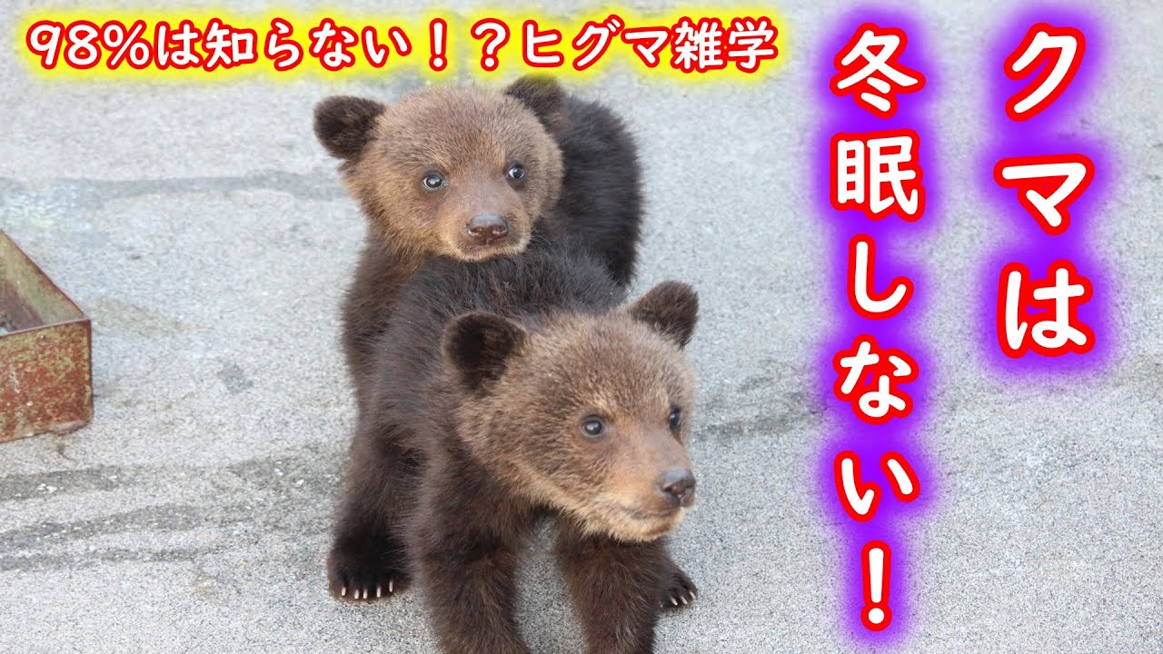 Bear Trivia] 98% of people don't know that brown bears don't