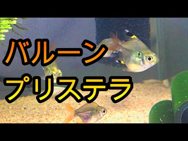 アクアリウム チビコリの成長と新しい仲間 バルーン プリステラ Youtube アクアリウム チビコリの成長と新しい仲間 バルーン プリステラ Youtube