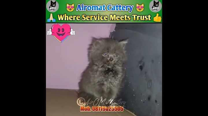 Video 5173811: persian cat breed, persian cat baby, persian kitten, persian doll, doll face persian, cattery