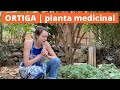 🌱ORTIGA (Urtica Dioica) 🌱| qué es + beneficios