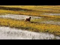 Toby the norfolk terrier - the need for speed! の動画、YouTube動画。