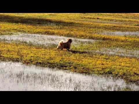 Video: Norfolk Terrier Honderas Allergene, Gesondheid En Lewensduur