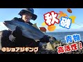 日本海！ショアジギング！秋のヒラマサハンティング！巨大ナブラ発生・・・