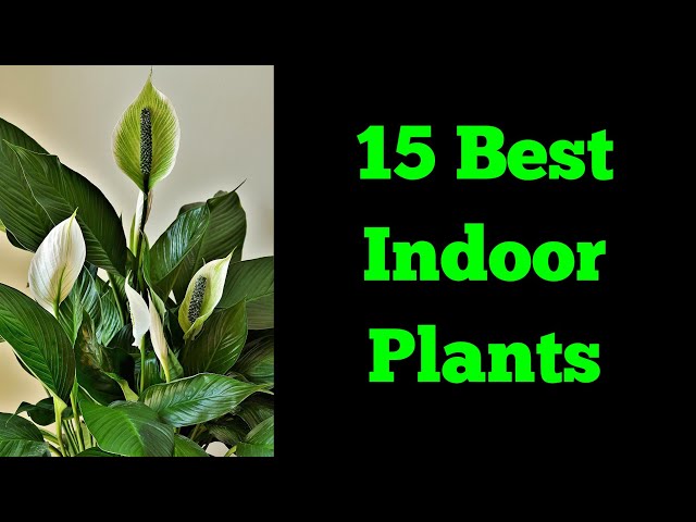 15 Indoor Plants grow at home/Indoor Plants/indoor plants Name