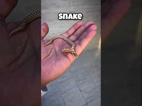 Two headed animals that you have never seen! #animals